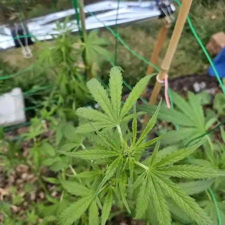 Late Summer Grow 2025