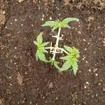 İlk grow