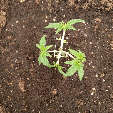 İlk grow