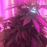 SymmetryGrowTree