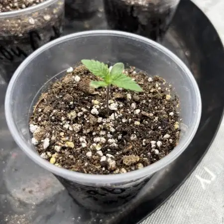 Blue Smoke Farms