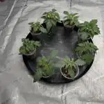 Blue Smoke Farms
