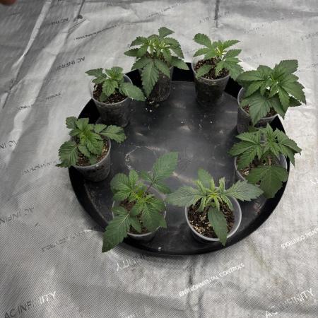 Blue Smoke Farms