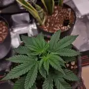 ♡-CBD Mazar  (Mini Grow)-♡