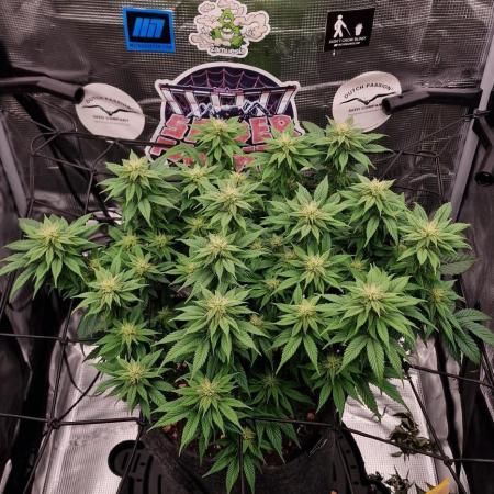 ☆Winterspecial Bratapfel (regulär)☆