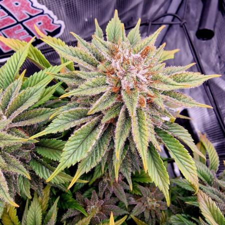 ☆Winterspecial Bratapfel (regulär)☆