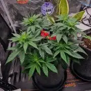 ♡-CBD Mazar  (Mini Grow)-♡