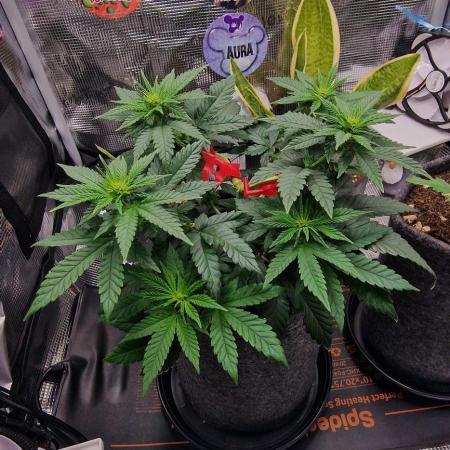 ♡-CBD Mazar  (Mini Grow)-♡