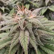 ☆Winterspecial Bratapfel (regulär)☆