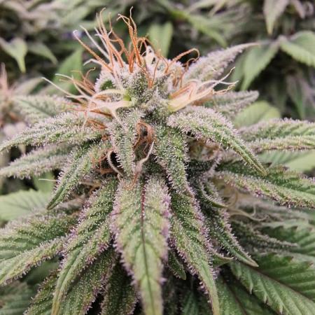 ☆Winterspecial Bratapfel (regulär)☆