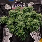 ☆Winterspecial Bratapfel (regulär)☆