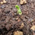 ♡-CBD Mazar  (Mini Grow)-♡