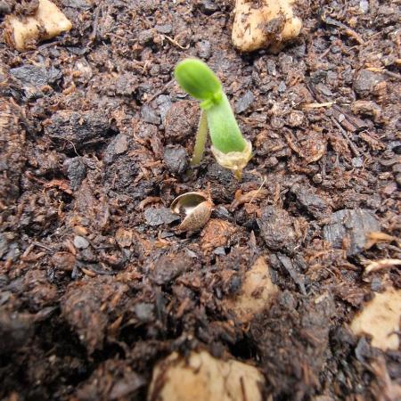 ♡-CBD Mazar  (Mini Grow)-♡