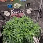 ☆Winterspecial Bratapfel (regulär)☆