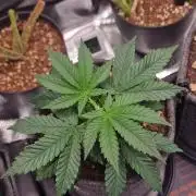 ♡-CBD Mazar  (Mini Grow)-♡