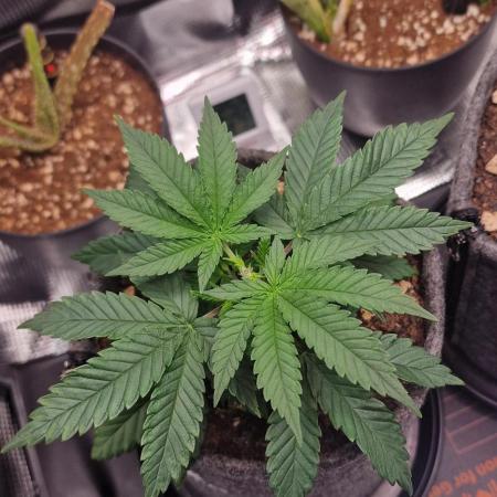 ♡-CBD Mazar  (Mini Grow)-♡