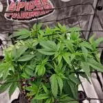 ☆Winterspecial Bratapfel (regulär)☆