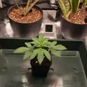 ♡-CBD Mazar  (Mini Grow)-♡