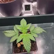 ♡-CBD Mazar  (Mini Grow)-♡