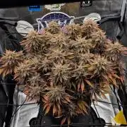 ☆Winterspecial Bratapfel (regulär)☆