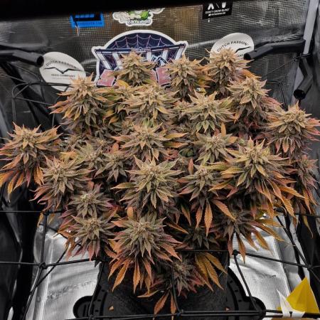 ☆Winterspecial Bratapfel (regulär)☆