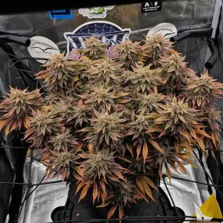 ☆Winterspecial Bratapfel (regulär)☆