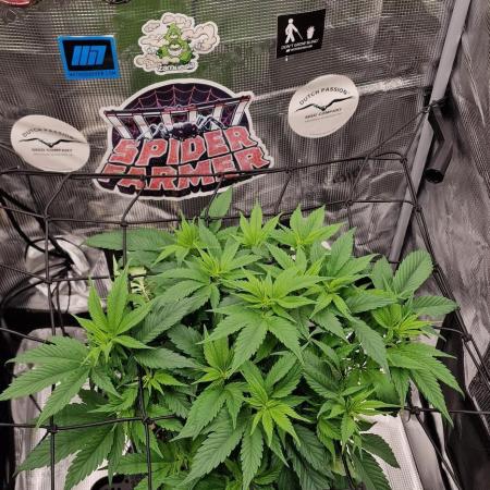 ☆Winterspecial Bratapfel (regulär)☆