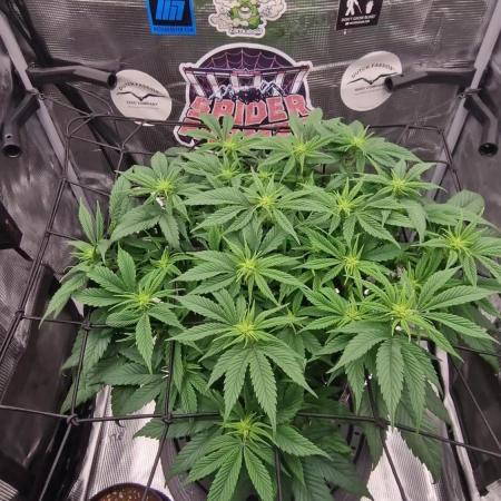 ☆Winterspecial Bratapfel (regulär)☆