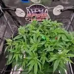 ☆Winterspecial Bratapfel (regulär)☆