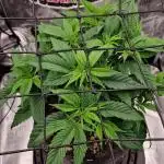 ☆Winterspecial Bratapfel (regulär)☆