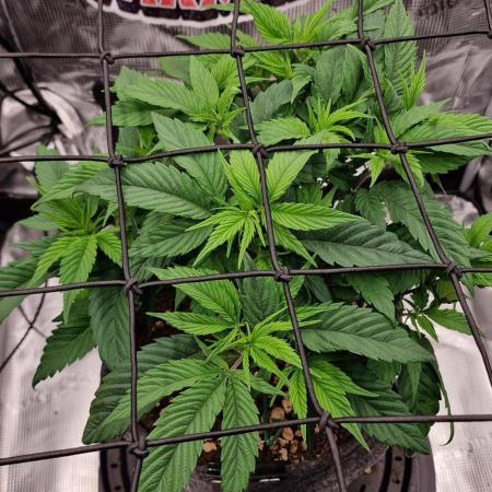 ☆Winterspecial Bratapfel (regulär)☆