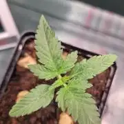 ♡-CBD Mazar  (Mini Grow)-♡