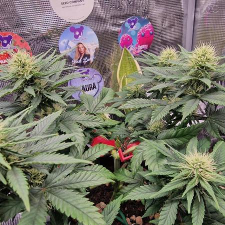 ♡-CBD Mazar  (Mini Grow)-♡