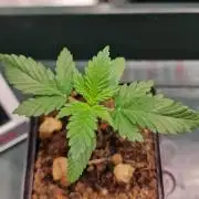 ♡-CBD Mazar  (Mini Grow)-♡