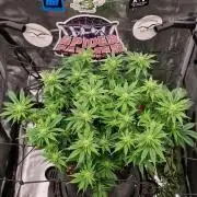 ☆Winterspecial Bratapfel (regulär)☆