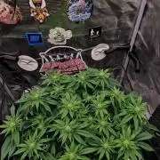 ☆Winterspecial Bratapfel (regulär)☆