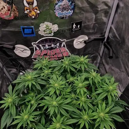 ☆Winterspecial Bratapfel (regulär)☆