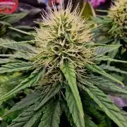 ♡-CBD Mazar  (Mini Grow)-♡