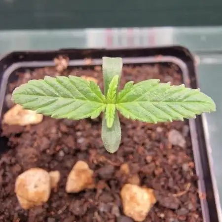 ♡-CBD Mazar  (Mini Grow)-♡