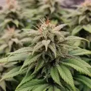 ☆Winterspecial Bratapfel (regulär)☆