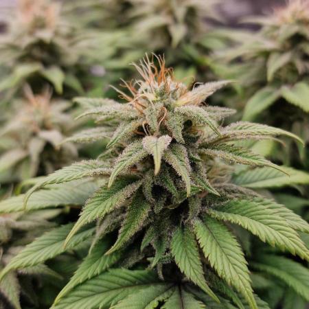 ☆Winterspecial Bratapfel (regulär)☆