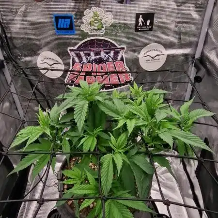 ☆Winterspecial Bratapfel (regulär)☆