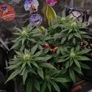 ♡-CBD Mazar  (Mini Grow)-♡