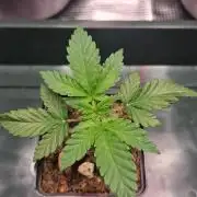 ♡-CBD Mazar (Mini Grow)-♡