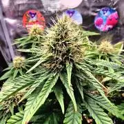 ♡-CBD Mazar  (Mini Grow)-♡