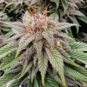 ☆Winterspecial Bratapfel (regulär)☆