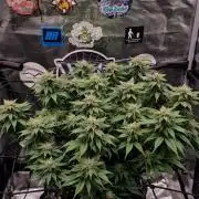 ☆Winterspecial Bratapfel (regulär)☆