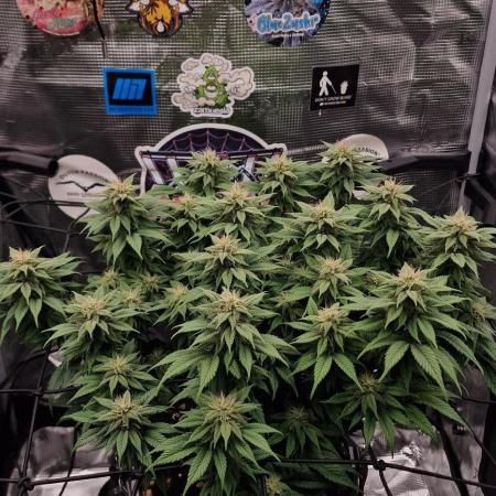 ☆Winterspecial Bratapfel (regulär)☆