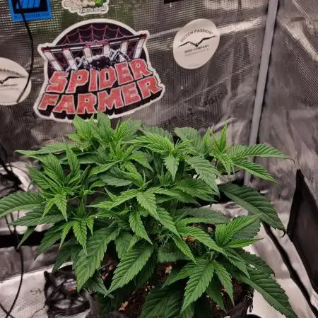 ☆Winterspecial Bratapfel (regulär)☆