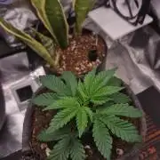 ♡-CBD Mazar  (Mini Grow)-♡